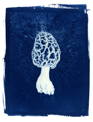 Morel mushroom in cyanotype