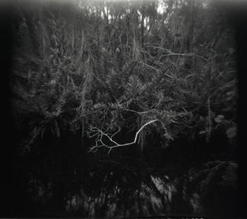 Black and white image of a lake surface with floating grasses.